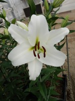 [5200 Maytime VH No02.JPG]